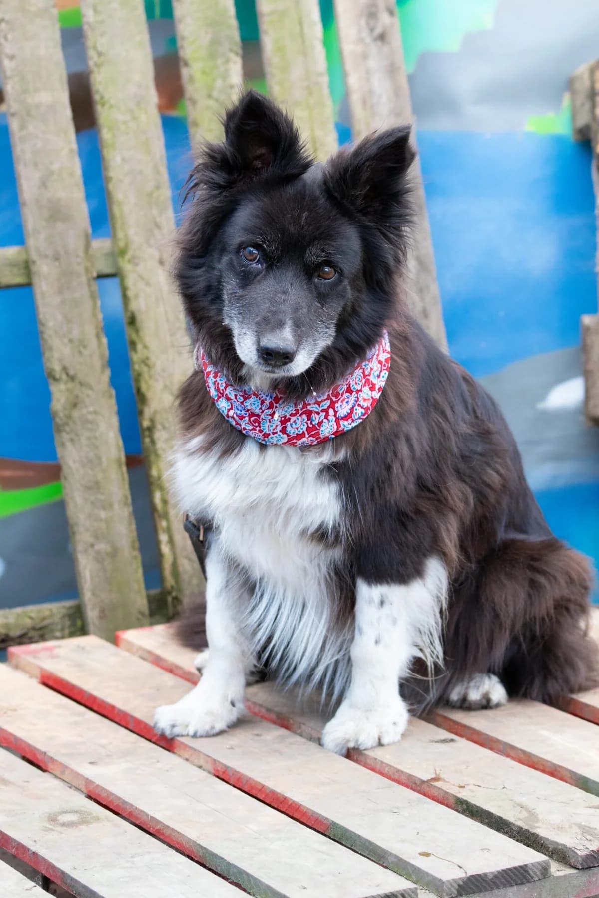 Bikini ist speziell, Mixed Breed (Tierheim Schkortitz)