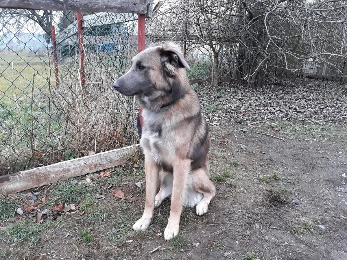 Collie-Weimaraner Mix Alwin, male senior Mixed Breed for adoption at Tierheim Schkortitz, Grimma
