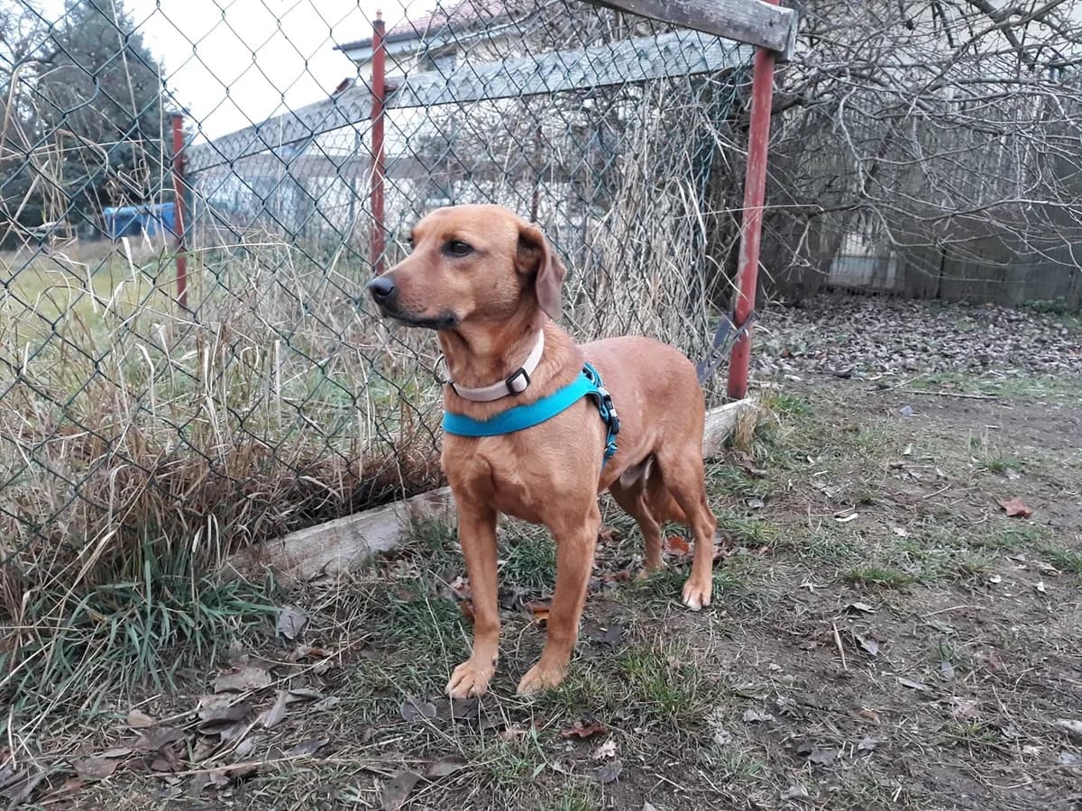 Beaglemix Magnus, male Mixed Breed for adoption at Tierheim Schkortitz, Grimma