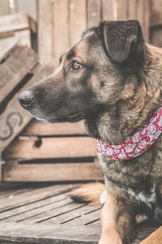 Loki – Angsthase sucht Schutz, male senior Mixed Breed for adoption at Tierheim Schkortitz, Grimma