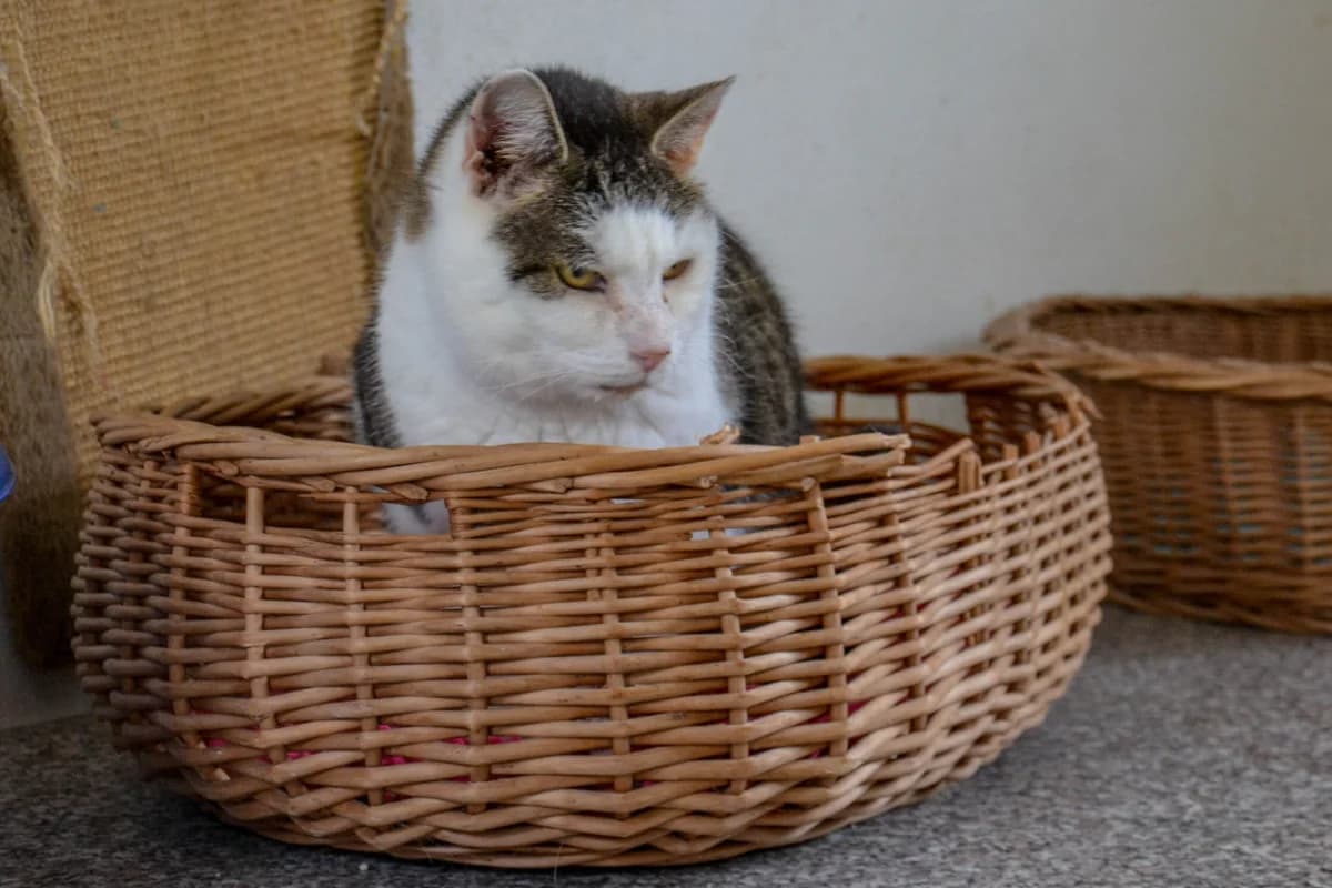 EKH Peterle, Mixed Breed (Tierheim Schkortitz)