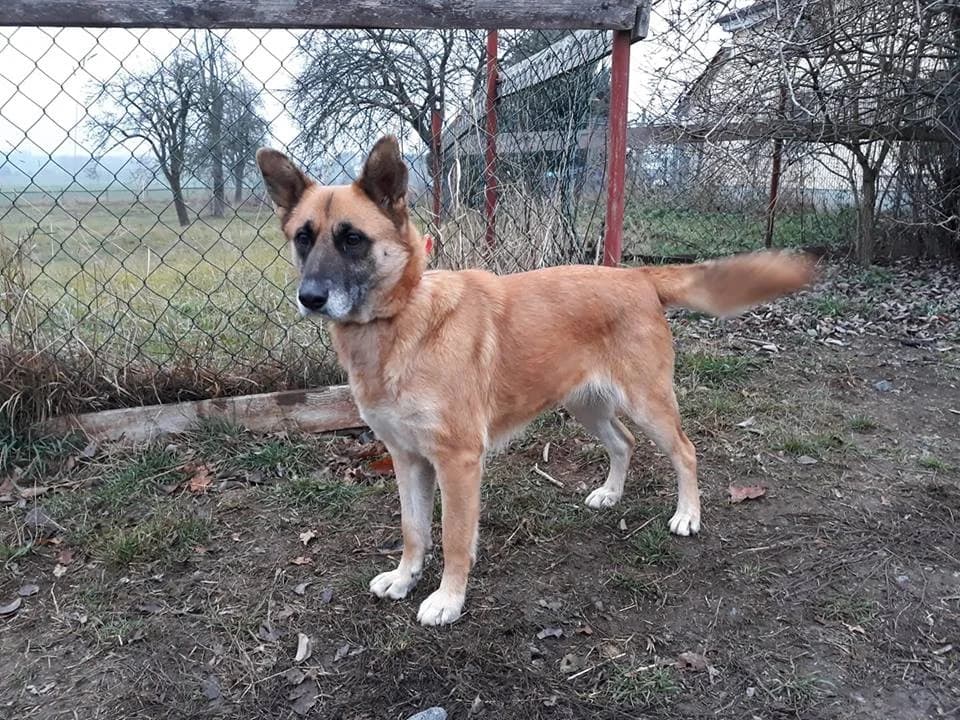 Hündin Ananas, female senior Mixed Breed for adoption at Tierheim Schkortitz, Grimma