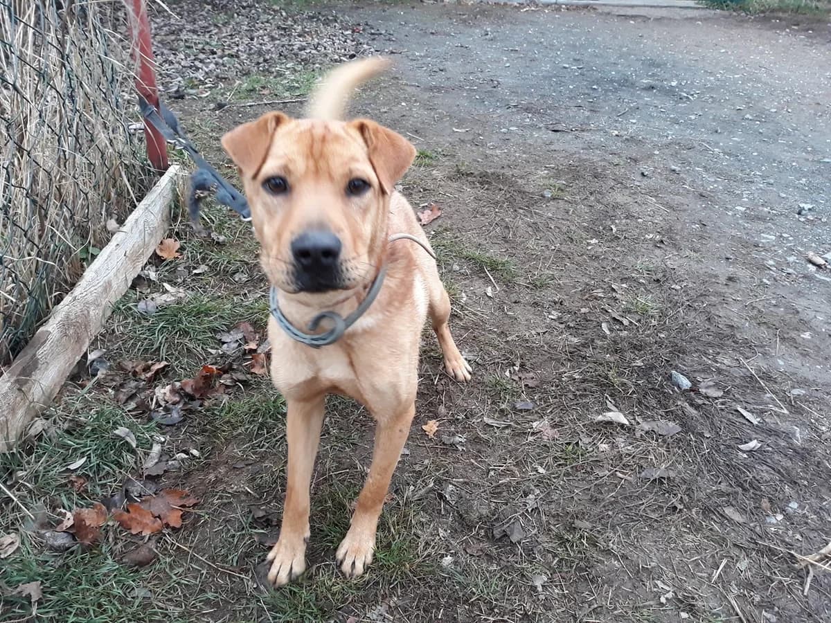 Shar Pei Mischling Rübe – bunte Murmeln im Kopf, male senior Mixed Breed for adoption at Tierheim Schkortitz, Grimma