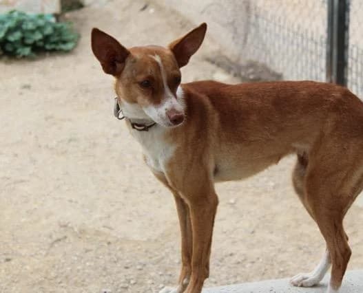 Hündin Perla, female 7yo Mixed Breed for adoption at Tierheim Schkortitz, Grimma