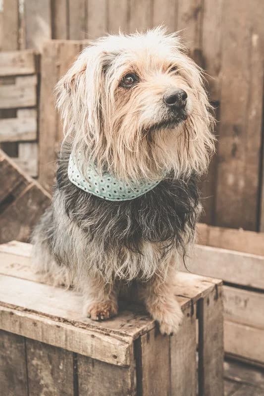 Yorkshire Terrier –, male 7yo Mixed Breed for adoption at Tierheim Schkortitz, Grimma