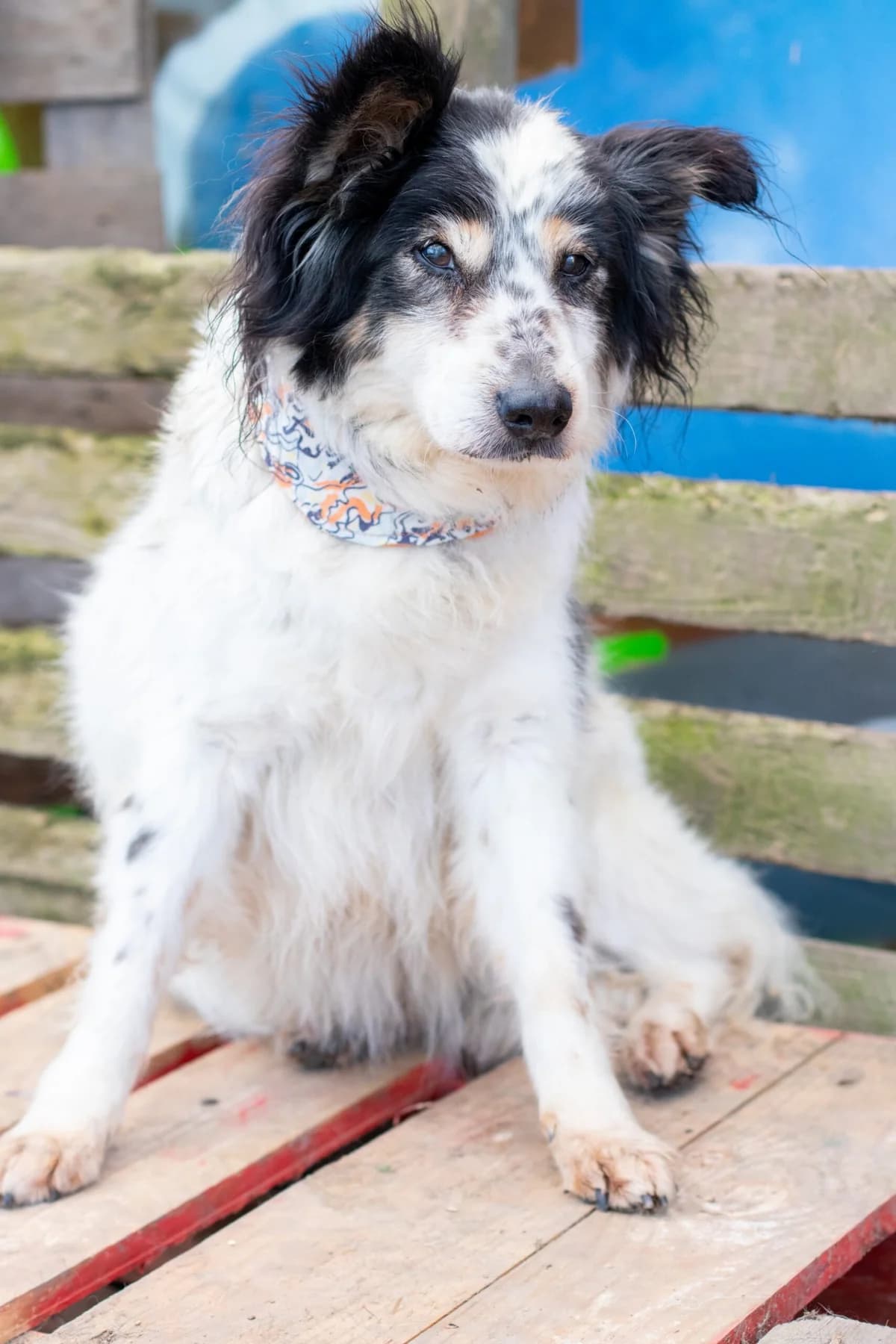 Mischling Sunny – Glück im eigenen Kosmos, female senior Mixed Breed for adoption at Tierheim Schkortitz, Grimma
