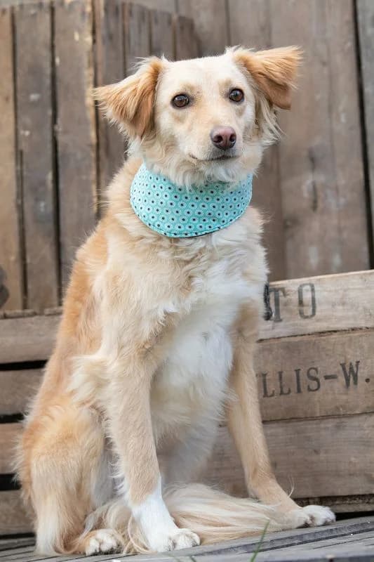 Mischling Chimo – scheues Reh sucht sicheren Unterschlupf, male senior Mixed Breed for adoption at Tierheim Schkortitz, Grimma