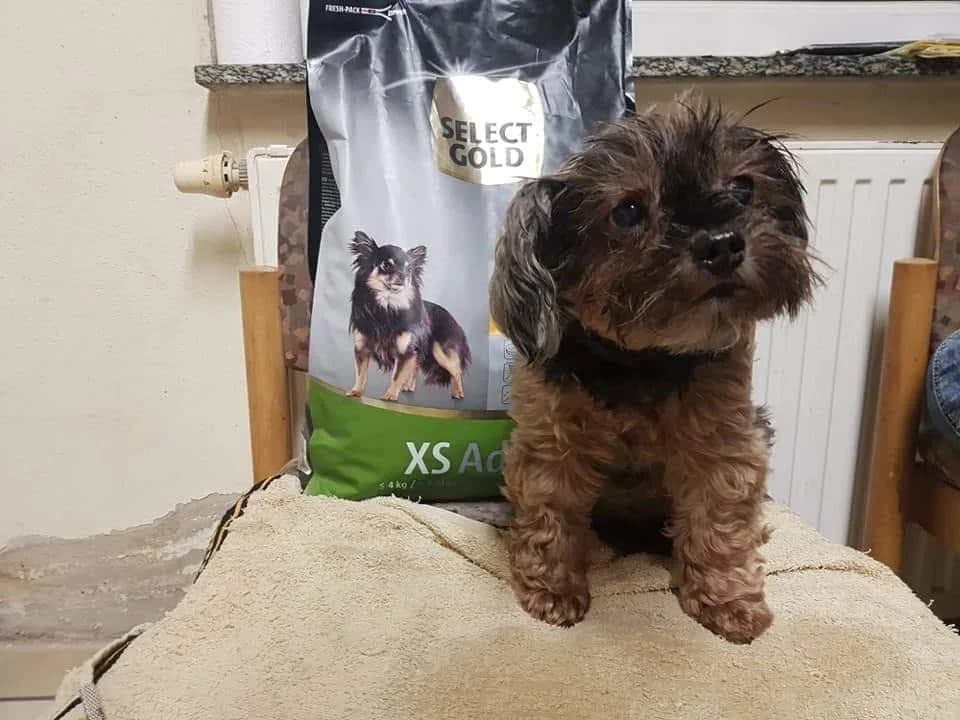 Yorkshire Terrier Filly, Mixed Breed (Tierheim Schkortitz)