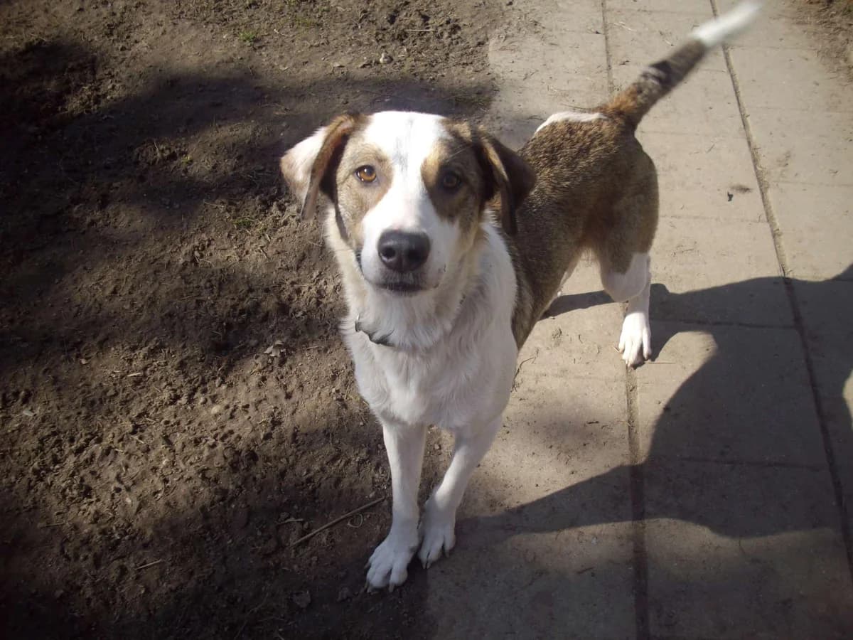Hündin Sida – unbeschriebenes Blatt mit viel Temperament, Mixed Breed (Tierheim Schkortitz)
