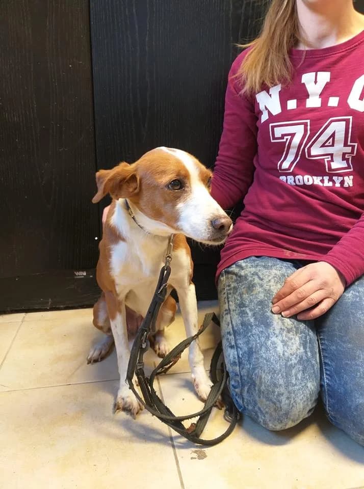 Mischling Linda, Mixed Breed (Tierheim Schkortitz)