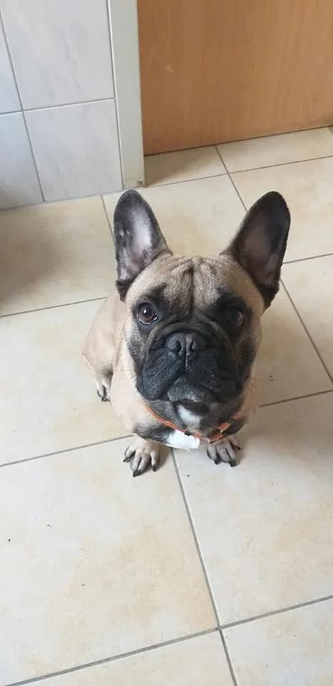 Französische Bulldogge Murphy, Mixed Breed (Tierheim Schkortitz)