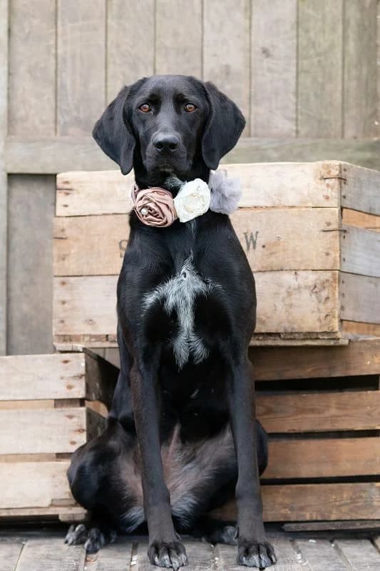 Paris – schwarze Schönheit mit blütenweißer Seele, Mixed Breed (Tierheim Schkortitz)