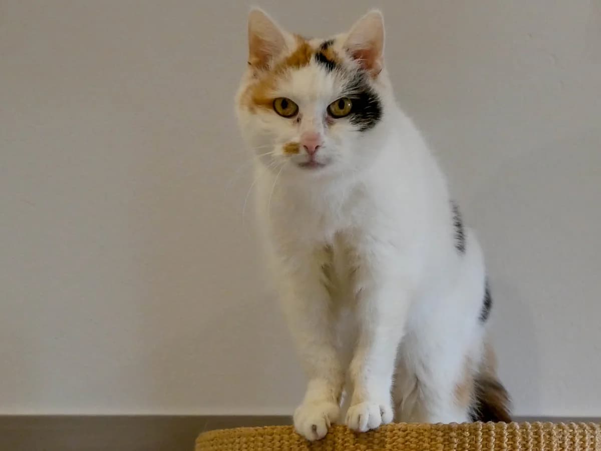 EKH Susi, Mixed Breed (Tierheim Schkortitz)