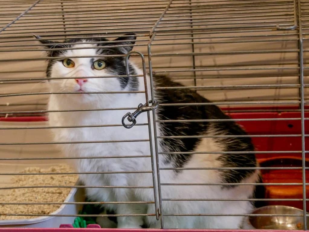 Herr Punkt – großer Kater sucht großes Herz, Mixed Breed (Tierheim Schkortitz)