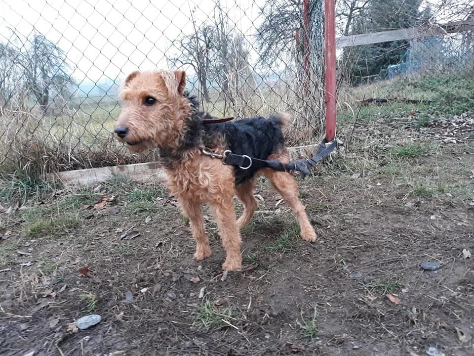 Welsh Terrier Rosie, Mixed Breed (Tierheim Schkortitz)
