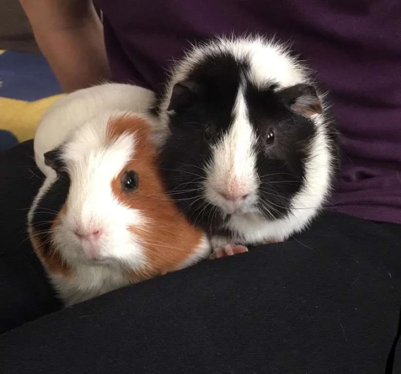 Glatthaar und Rosettenmeerschweinpaar Chip und Chap, 7yo Mixed Breed for adoption at Tierheim Schkortitz, Grimma