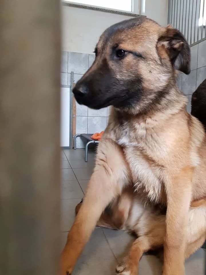 DSH-Harzer-Fuchs-Mix Michel – ein Schwiegermuttertraum, Mixed Breed (Tierheim Schkortitz)