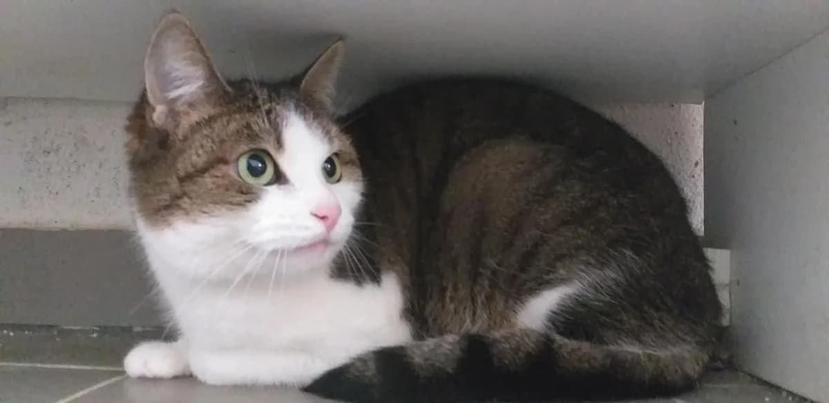 Sammy – sanfte Samptpfote sucht Schmusedomizil, Mixed Breed (Tierheim Schkortitz)