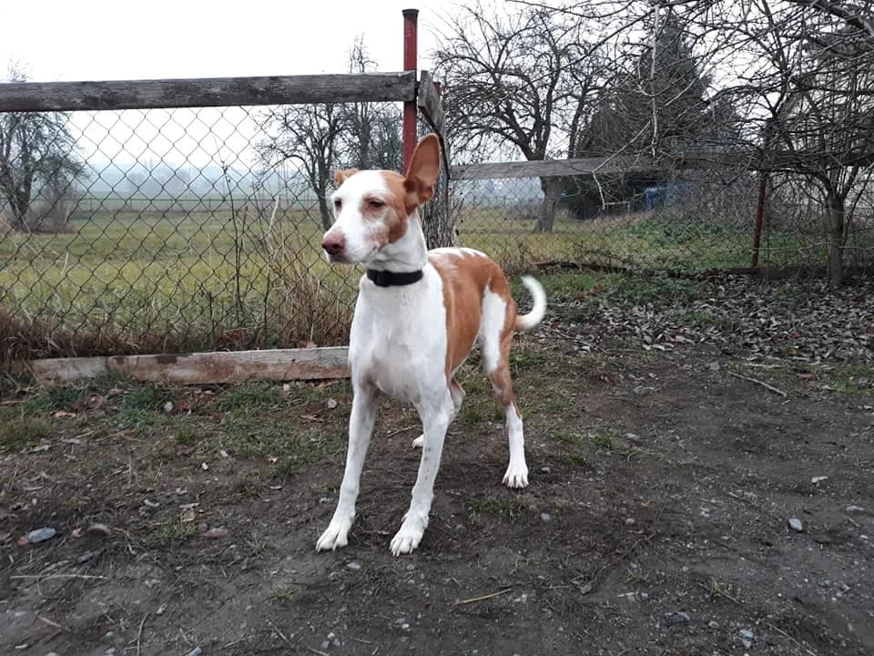 Bella – aller guten Dinge sind Drei, Mixed Breed (Tierheim Schkortitz)