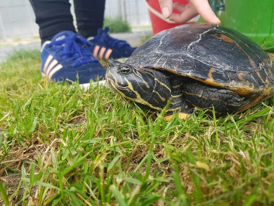 Gelbwangenschmuckschildkröte,  Mixed Breed for adoption at Tierheim Schkortitz, Grimma