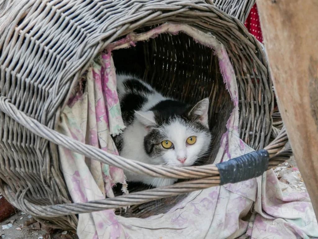EKH Facio, Mixed Breed (Tierheim Schkortitz)
