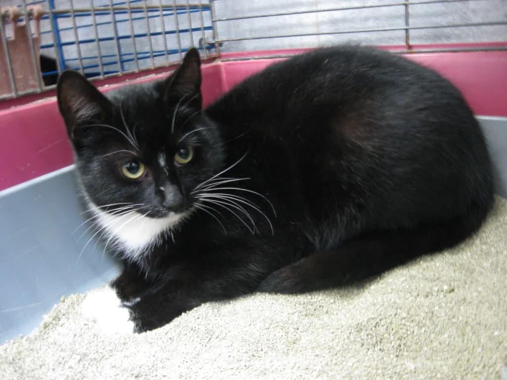 Wanda – möchte entdeckt werden, Mixed Breed (Tierheim Schkortitz)