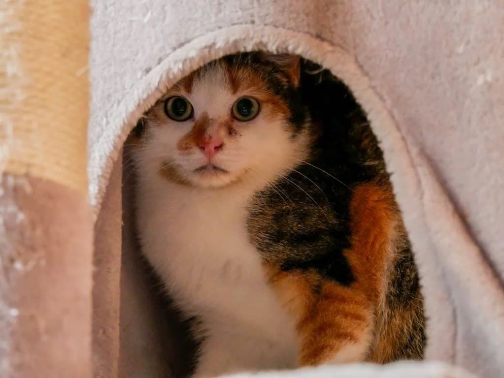 Daria – wartet auf ein buntes Katzenleben, Mixed Breed (Tierheim Schkortitz)