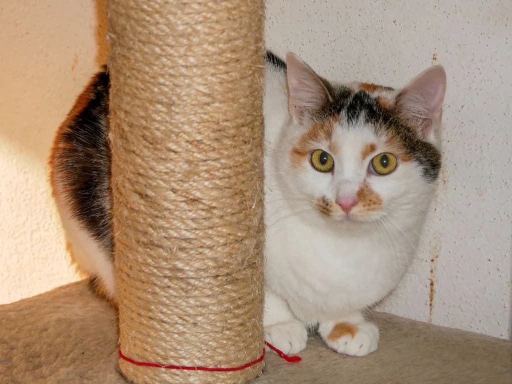 Jule – vorsichtig und hübsch, Mixed Breed (Tierheim Schkortitz)