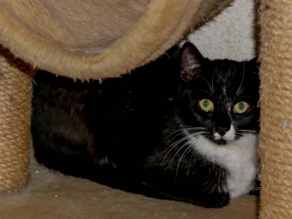 Gertrude – kecke Katzendame, Mixed Breed (Tierheim Schkortitz)