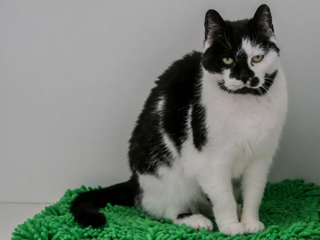 Nelly Nolan – eigensinnige Katzenoma, Mixed Breed (Tierheim Schkortitz)