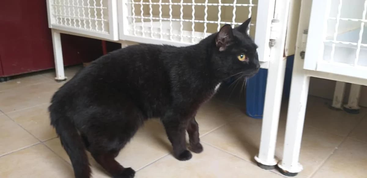 Didi – Drehrumbum auf der Zielgerade, Mixed Breed (Tierheim Schkortitz)