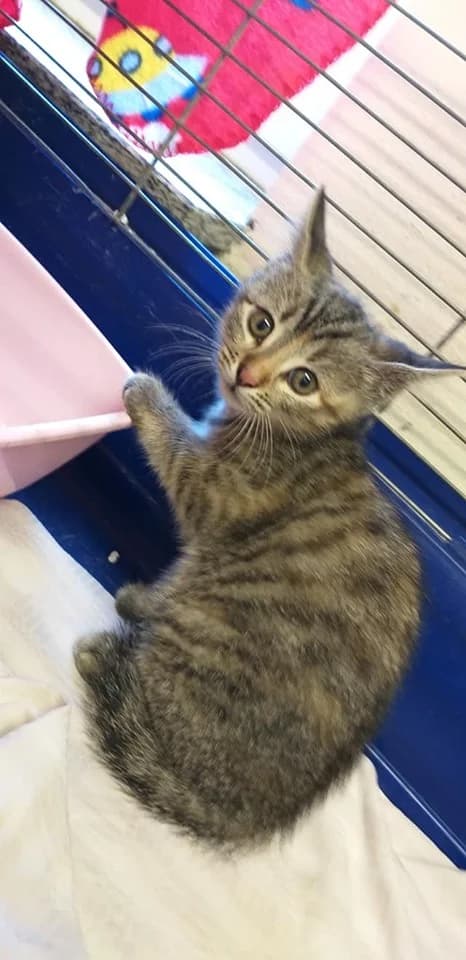 EKH Tinky, Mixed Breed (Tierheim Schkortitz)