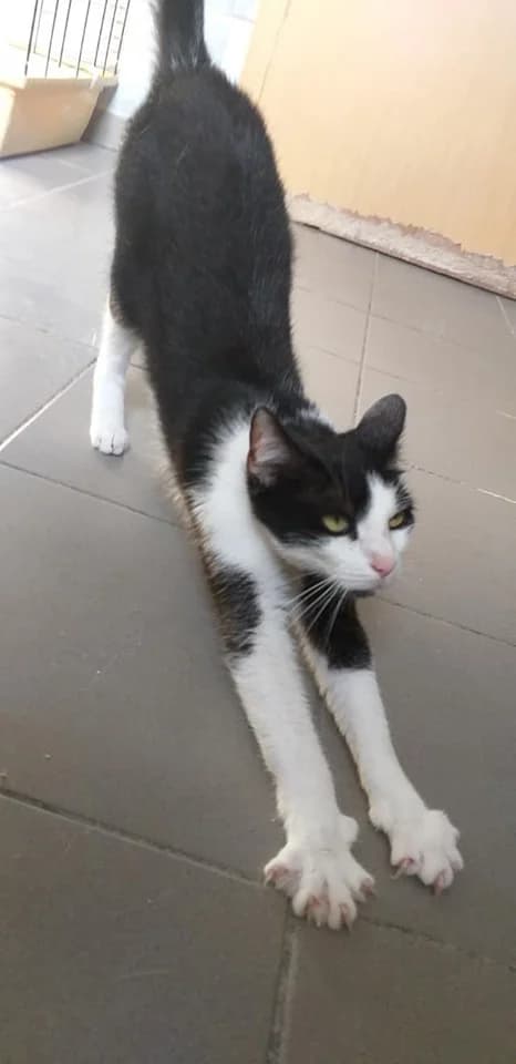 EKH Klaro – Schmusekater zum Quatschen, Mixed Breed (Tierheim Schkortitz)