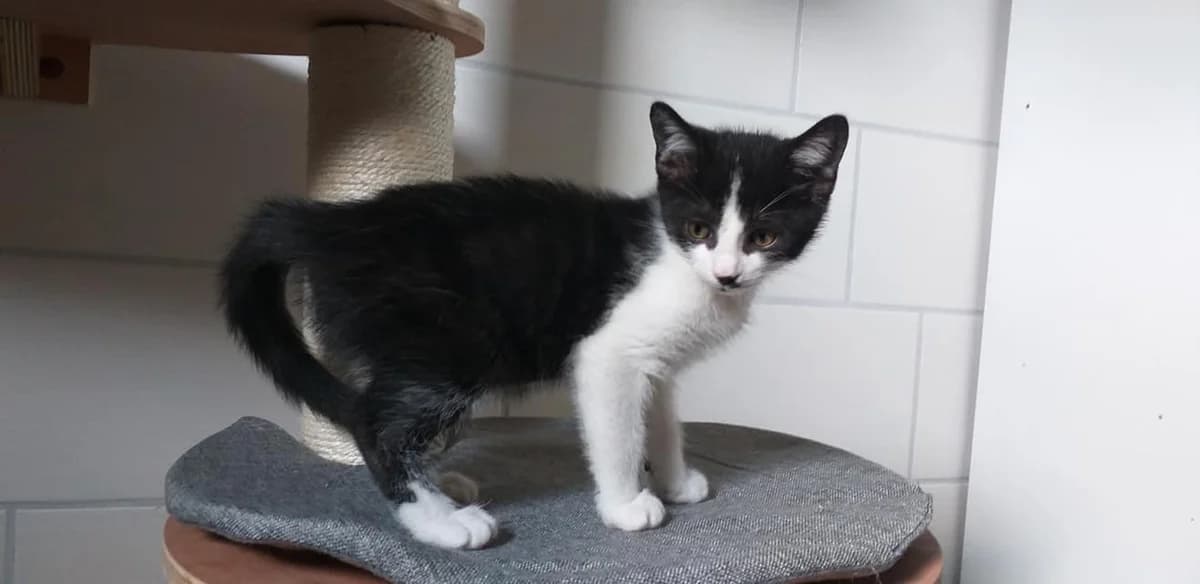 Himpelchen – frech und witzig, Mixed Breed (Tierheim Schkortitz)