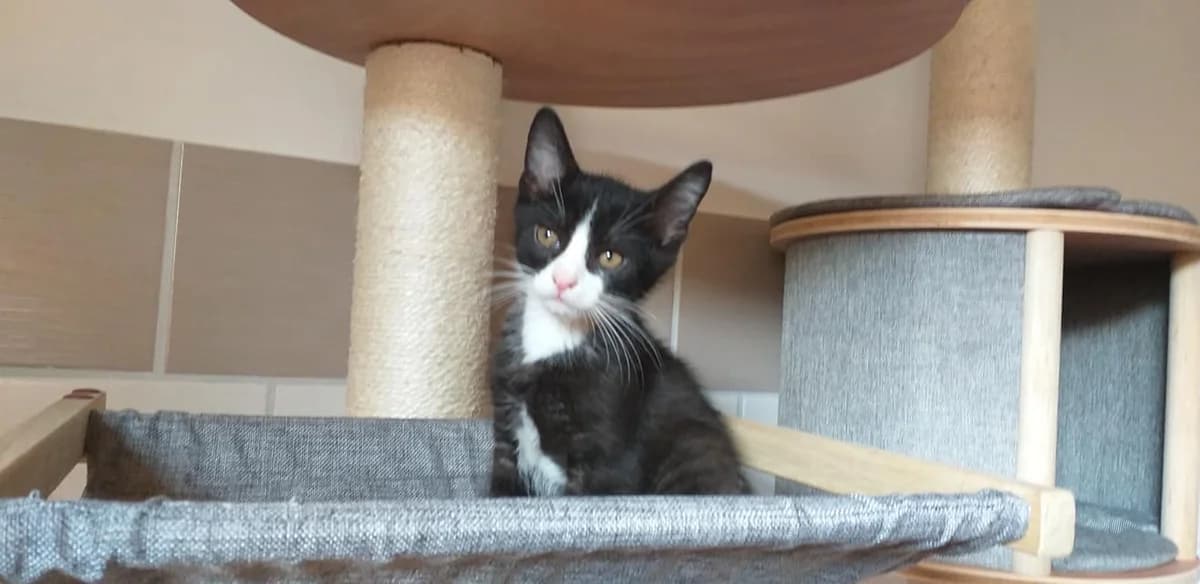 EKH Pimpelchen – frech und witzig, Mixed Breed (Tierheim Schkortitz)