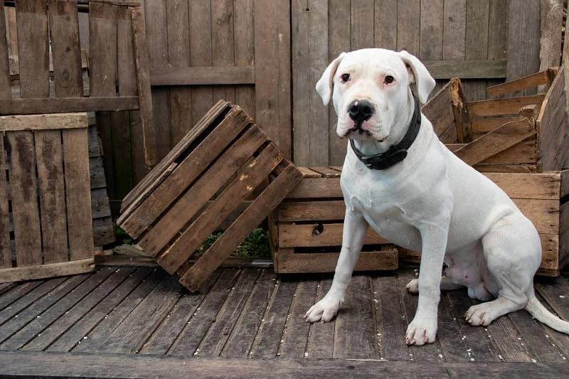 Edgar – zum Knutschen geboren, Mixed Breed (Tierheim Schkortitz)