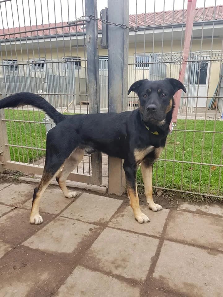 Nepomuk – auf der Suche nach betreutem Wohnen, Mixed Breed (Tierheim Schkortitz)