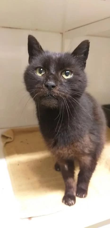 EKH Gusto- genügsames Katertier sucht Lebensplatz, Mixed Breed (Tierheim Schkortitz)