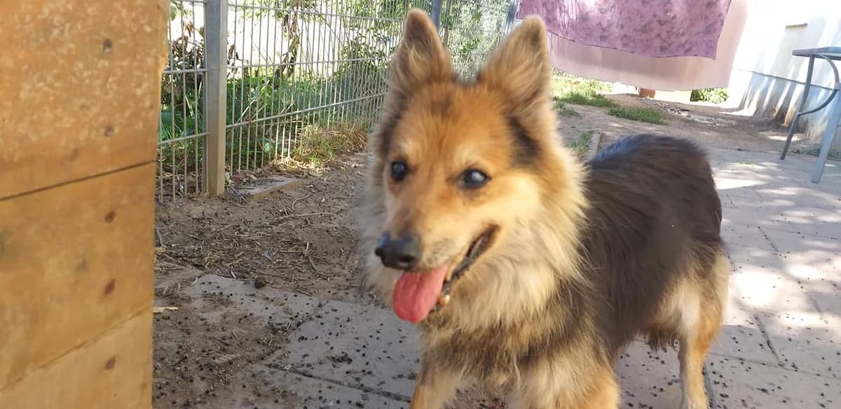 Priscilla – Wellnessoase gesucht, Mixed Breed (Tierheim Schkortitz)