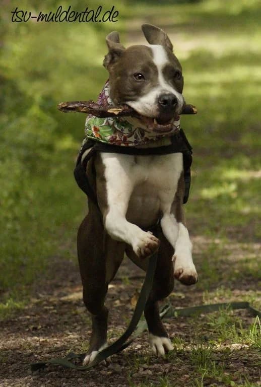 Nueva – Spiel, Spass und Sofa gesucht, Mixed Breed (Tierheim Schkortitz)