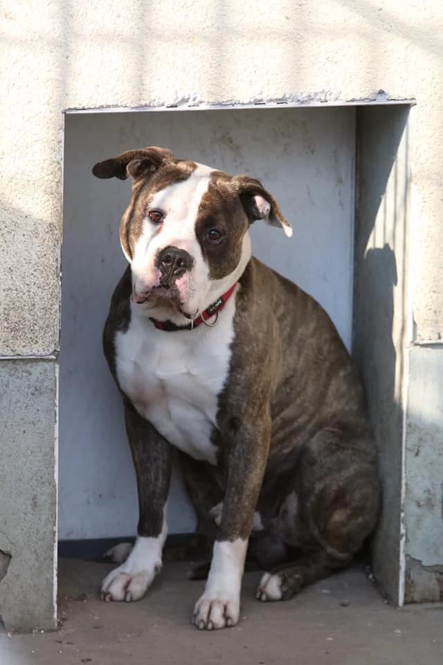 Olaf – Resozialisierungsplatz gesucht, Mixed Breed (Tierheim Schkortitz)