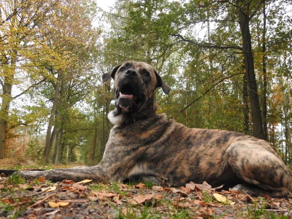 Joker – auf der Suche nach der Bremsfunktion, male Mixed Breed for adoption at Tierheim Schkortitz, Grimma