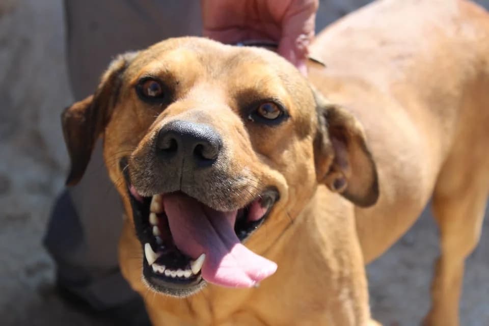 Peppi – Pfeffer im Popo, Mixed Breed (Tierheim Schkortitz)