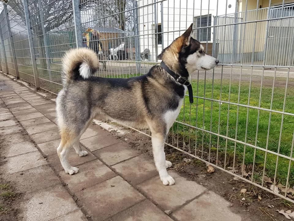 Kalif – Sportskanone mit Kuschelfaktor, female Mixed Breed for adoption at Tierheim Schkortitz, Grimma