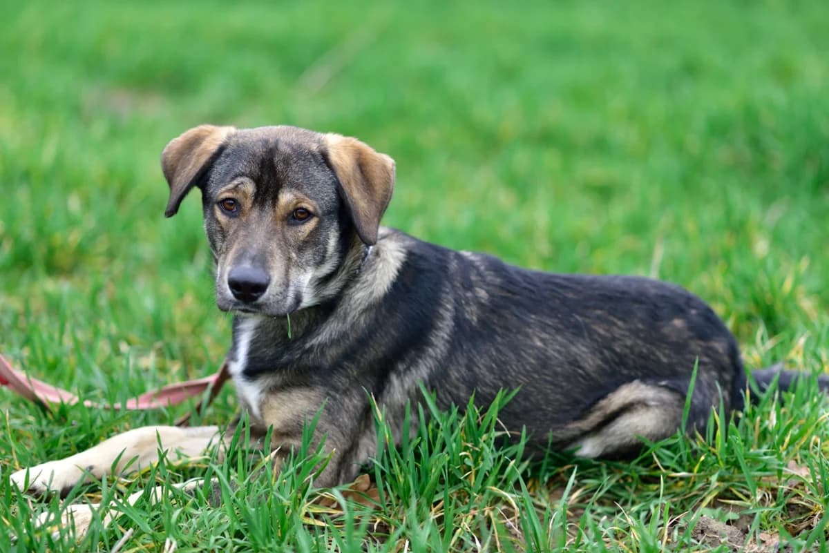 Noname – auf der Suche nach neuem Zuhause und eigenem Familiennamen, female Mixed Breed for adoption at Tierheim Schkortitz, Grimma