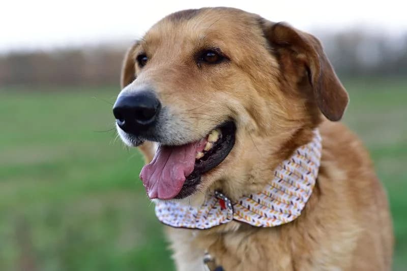 Mastin Mix Brötchen – probier’s mal mit Gelassenheit, male Mixed Breed for adoption at Tierheim Schkortitz, Grimma