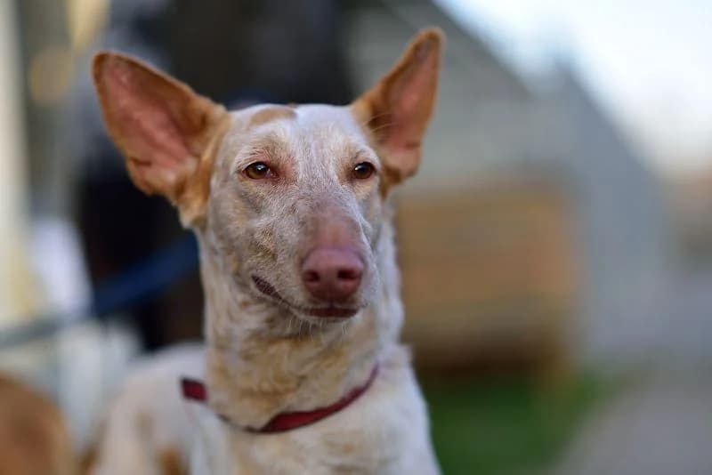 Podenca Semmel – Rennsemmel mit Kuschelgarantie, male Mixed Breed for adoption at Tierheim Schkortitz, Grimma