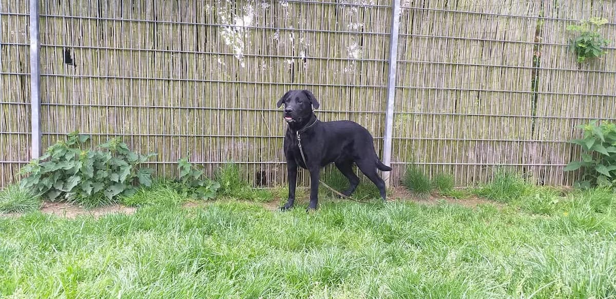 Labradormix Pluto – Pittiplatsch oder Prinz, Mixed Breed (Tierheim Schkortitz)