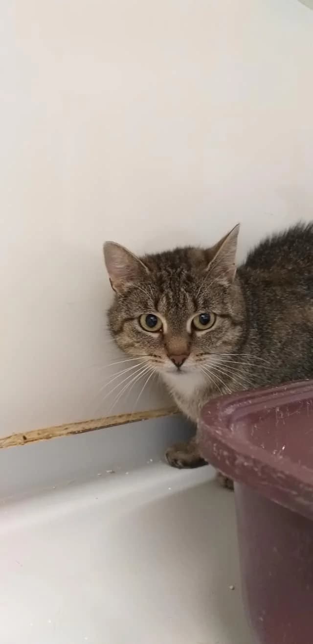 Juna – scheu mit Piepsestimmchen, Mixed Breed (Tierheim Schkortitz)
