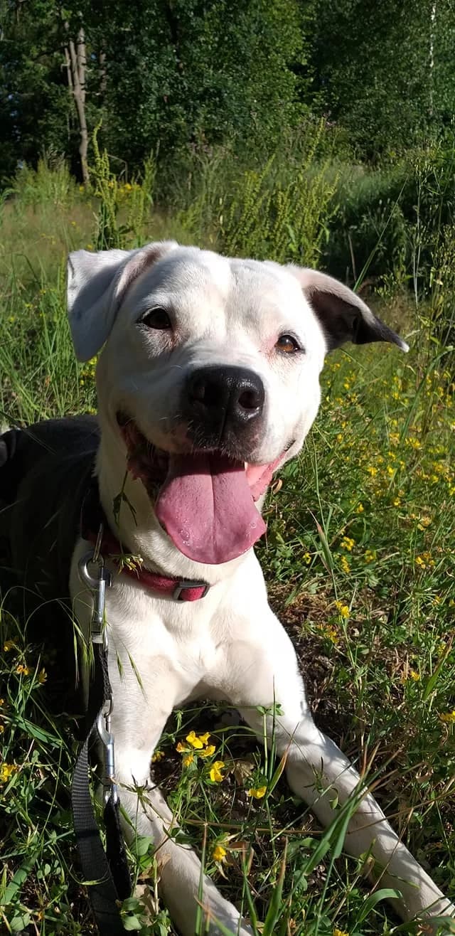 Dogo Argentino Mischling Kimba – Zaubermaus Kimba labim, Mixed Breed for adoption at Tierheim Schkortitz, Grimma